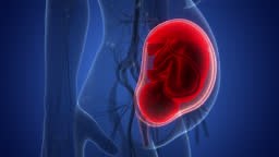 3D Animation Concept of Human Fetus Baby in Womb Anatomy