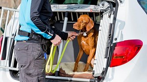 Sicher Autofahren mit Hund - 6 Tipps