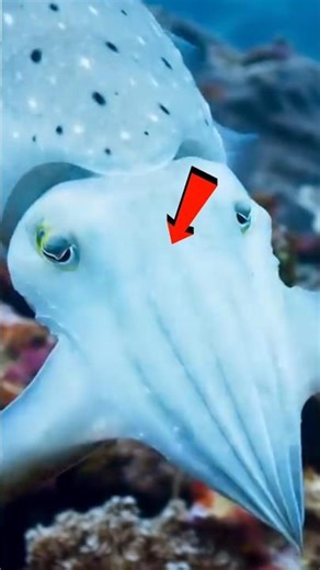 😱 Human Deadly Animal!.. Don't skip