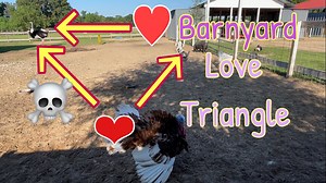 292K views · 10K reactions | And you thought your lives were complicated!!! | Ima Survivor Donkey and Farm Animal Sanctuary | Facebook