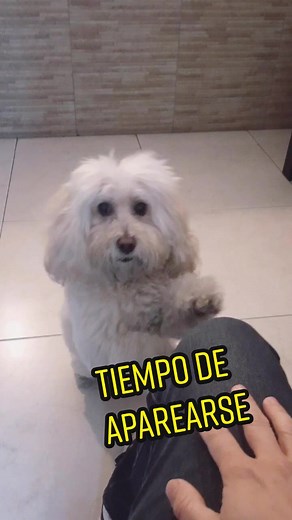 Perros Apareandose con Mujeres: Todo lo que Debes Saber