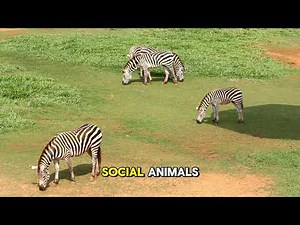 10 Mind Blowing Zebra Facts You’ll Love!