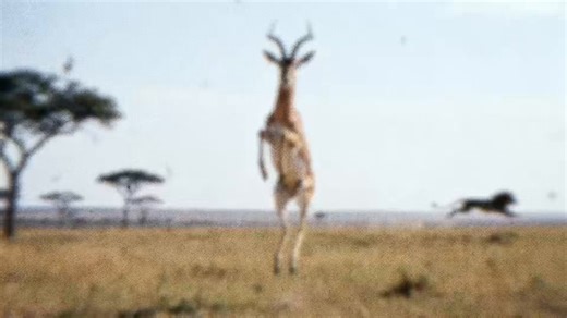 诺奖得主的《信号理论》：教你一眼看穿社会伪装🥸我看后感受还是深刻感觉信号理论没有说透的是:成本非等式，也就是说，装的成本可以被忽略而竞争者却高攀不起时，装是必定出现的经济学原因。那么，不装(比如乔布斯的T恤衫)是不是一种反向的装呢？不是的，因为它与原理不一致。那么就要引入另一个分析框架，这个框架我还没想出来……资本主义理论→金钱理论→信号理论→胁迫大众→伪装拟态→反向炫耀………看看视频，你或许会有更高的见解💐