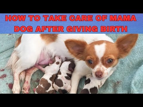 How to take care of mama dog after giving birth