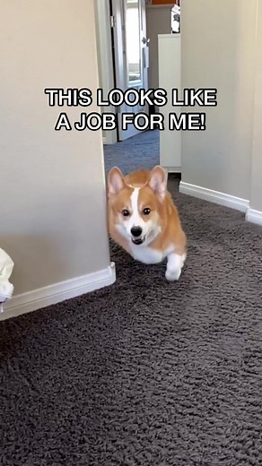 Corgi Floor Care Tips for Dog Owners
