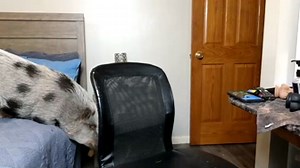 mrswadsworthy Chaturbate webcam recordings, Archivebate