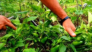 Chilli planting at home | how to grow chillies at home (growing chillies from chillies) | Home Gardening UK