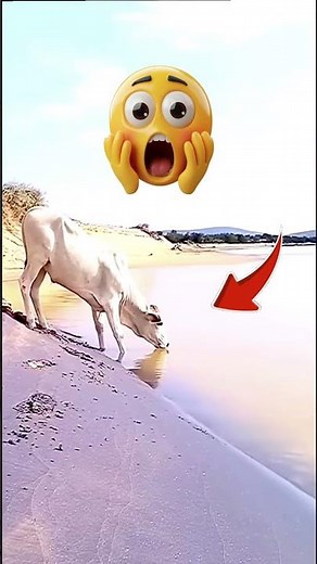 Crocodile 🐊 Attacks Cow 🐄 😱 Brutal Ambush 😨 Real Wild Survival