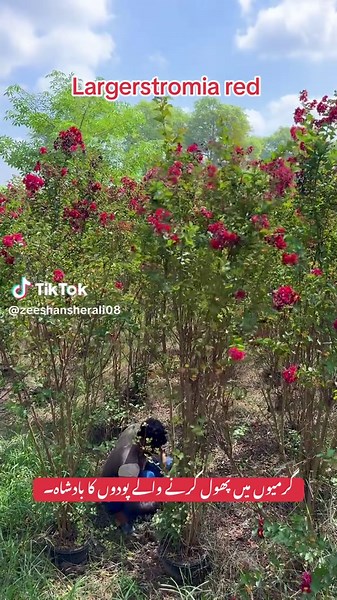 Largerstromia: The King of Summer Flowering Plants