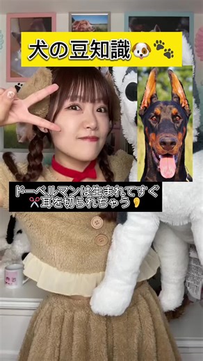 犬の耳に関する豆知識と犬種の特徴