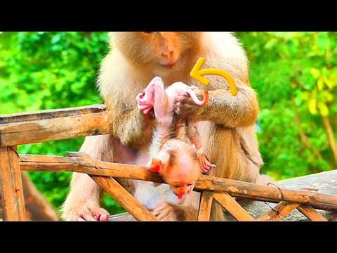Ah.. Just pour love of Mama Monkey with her little skinny baby, always clean baby's wax by licking.!