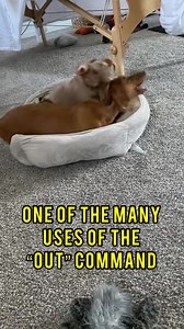 21K views · 364 reactions | Quinn is back home from his b&t and one...