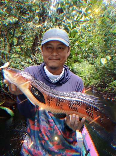 Channa Maru & King Cobra Fishing with Captain Princeton Reel