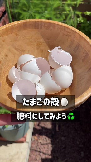 たまごの殻を肥料に♻️ #balconygardening #containergardening #balconygardentokyo #ベランダ菜園 #プランター菜園#ミニマル菜園 #たまごの殻