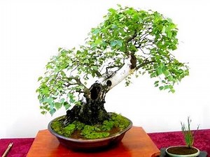 Birch (Betula) Bonsai Tree