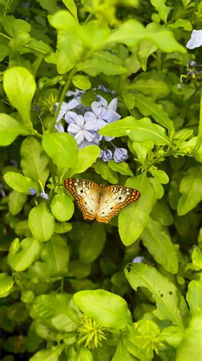 1.5K views · 34 reactions | Aside from their beauty, a butterfly's wings serve many purposes essential for a butterfly! Their wings showcase unique patterns that serve as a warning to predators, a sneaky camouflage trick, a way to soak up some sun, and even a way to attract a potential soulmate! 曆✨ | Butterfly Wonderland | Facebook