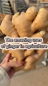 Amazing uses of ginger in planting #garden #gardening #gardeningtips #planting #farming #fertilizer #pesticides #ginger | Sam Green | Facebook