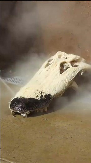 HOW TO CLEAN A GATOR SKULL