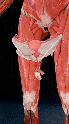 A Journey Through the Female Pelvis ✨♀️ . . What is the Anatomy of the Female Repr0-ductive System? Pelvic illustration Endometrium The tissue that surrounds the inside of uterus. This is where the blood comes from during a menstrual period. Uterus The hollow, pear-shaped organ located in the lower part of a woman’s stomach, between the bladder and the rectum. This is where a baby grows during pregnancy. Ovaries The two female reproductive organs located in the pelvis. The ovaries produce and pr