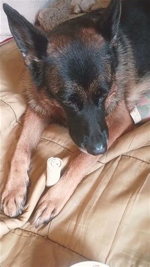 Clare 🫶 hopes you had a great day having a great night a good morning wherever you are at ❤️ #gsd