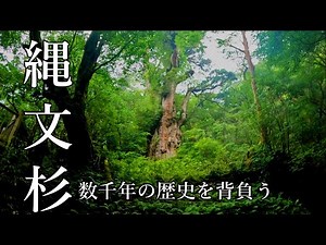 「樹齢数千年”縄文杉”」屋久島