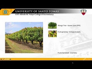 IAS 41 Agriculture (Exercises)