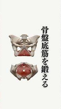 Exercises to tone your pelvic floor muscles!