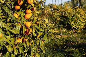 Fertilizing Naval Oranges