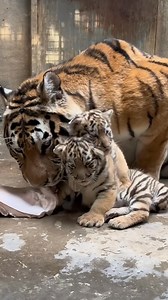 524K views · 12K reactions | Mama take care baby cubs. #Bigtiger #Tiger #mama | Life Time Wild | Facebook