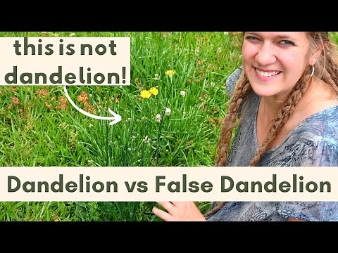 How to Identify Dandelions | Foraging Dandelions