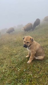 Rojtari i vogel i tufes me bageti ka ruajtur gjithe naten dhe tani eshte i lodhur🥹 | QESH