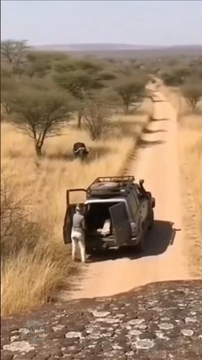 Cape Buffalo CHARGES Tourist at Full Speed - Raw Unedited Footage