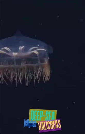 🌊✨ Meet the Enchanting Deep-Sea Jellyfish – Halicreas! 🪼🔴 Hidden in the mysterious depths of the ocean, Halicreas jellyfish drift silently through the darkness at depths of 200–2,000 meters (656–6,560 feet)! 🌌🌊 These delicate creatures belong to the Halicreatidae family, known for their translucent, ghostly beauty and mesmerizing movements. 💡 Fun Facts About Halicreas Jellyfish: 🪼 Masters of Camouflage – Some remain completely transparent, blending into the deep-sea darkness to avoid pred