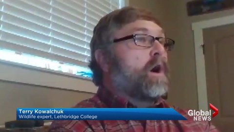 CP investigating disturbing footage of train running over antelope herd