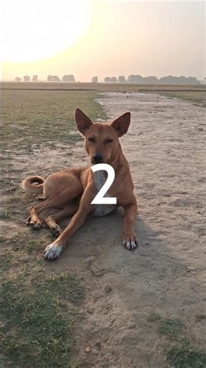 hoddly video #shortsfeed #trending #viral