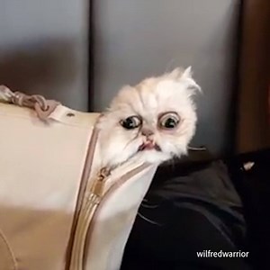 26K views · 275 reactions | Well...the cat's out of the bag... | It's All Female | Facebook