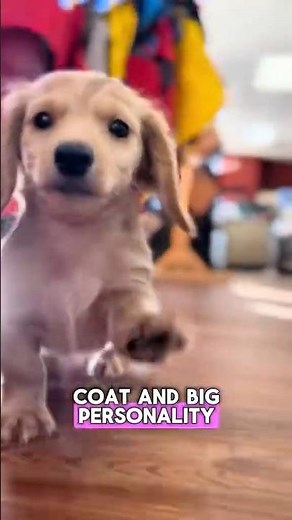 Meet Goldilocks — Our Blonde Longhair Dachshund Puppy | Petland Racine, Wisconsi