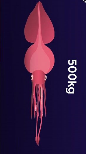 What is the difference between Giant Squid and Colossal Squid? #animals #ocean #facts #science