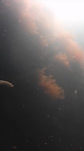 4.5K views · 15 reactions | Tautog chasing baby fluke! Think he got him? ⁠ ⁠ I was surprised when I saw this! Like many of you, I am accustomed to catching tautog using bait such as crabs or sea worms. Maybe I should experiment with using lures too. ⁠ ⁠ What do you think? LMK by commenting below. ✌   ⁠ ⁠ Ryan PS-for more Cape Cod tautog content, please visit https://myfishingcapecod.com/tautog/ | My Fishing Cape Cod | Facebook
