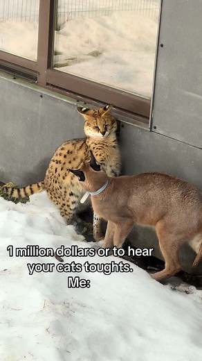 Love them 😁 Enzo & Feya toughts… #caracal #serval #cats #cat #meow #wildcats #fyp #animals #animallove