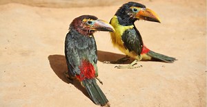 Toucan vs Parrot: What Are The Differences?