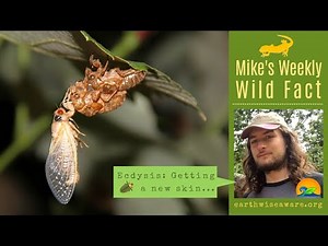 Ecdysis » Getting a New Skin