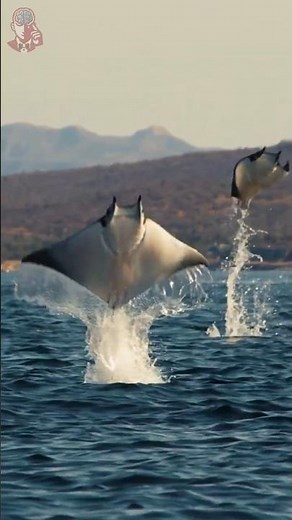 Why This Fish Tries to Fly Like a Bird [Giant Devil Ray]
