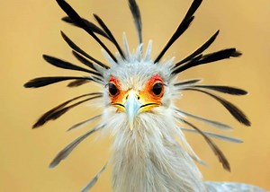 25 Secretary Bird Facts (Sagittarius serpentarius) Africa's Snake Stomper | JustBirding