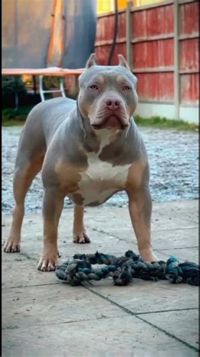 Meet Ruby: The Ultimate American Bully 💎 #americanbully #bullyxl #dailyshorts