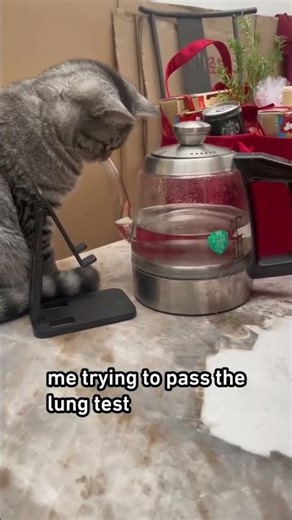 😂 Funny Cat Proves It’s Science! 🐱🔬 | Hilarious Cat Short #Shorts