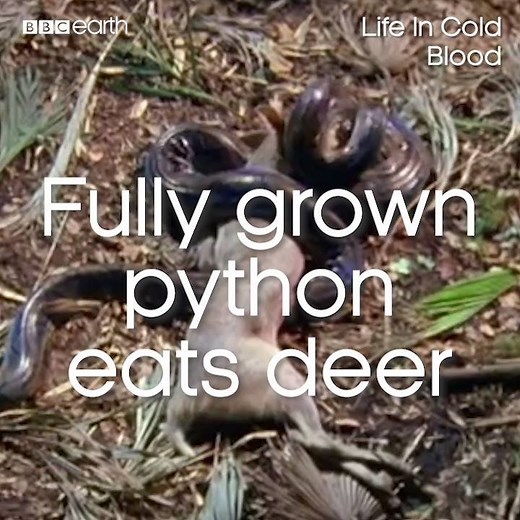 David Attenborough explains how a python can eat an entire deer. | BBC Earth