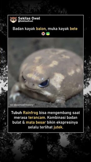 Katak Bulat yang Selalu Terlihat Kesal