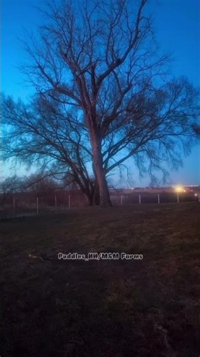 My bby 🥹💕#fyp #shorts #viral #equestrian #horse #western #equestrianjourney #loping #horseriding