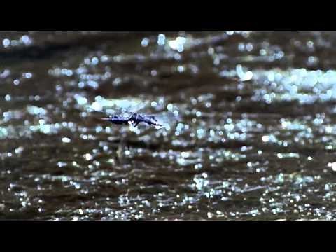 Shape of Life: Terrestrial Arthropods - The Conquerors